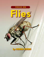 Focus on Flies