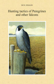 Hunting tactics of Peregrines and other falcons