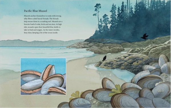 Pacific Blue Mussels book page