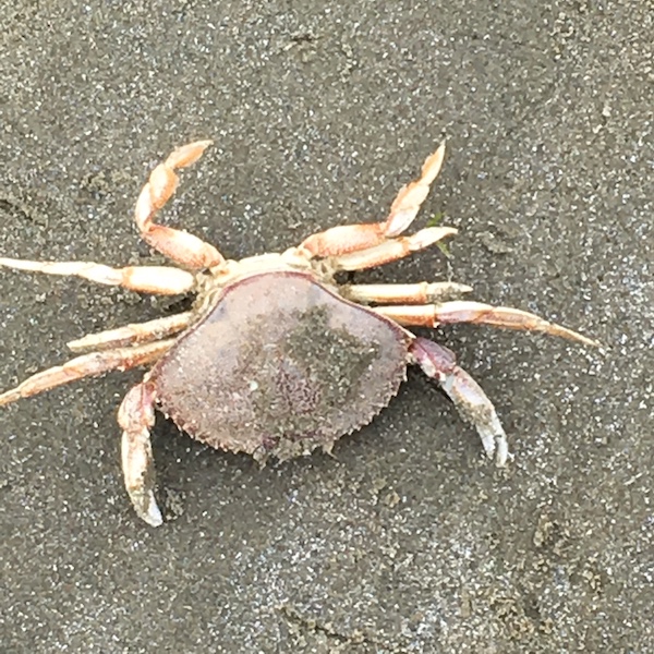 Photograph of Crab on Sand
