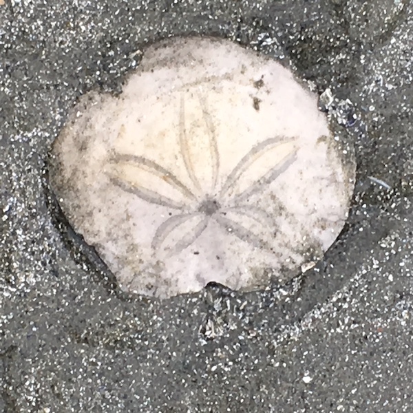 Photograph of Sand Dollar on Sand