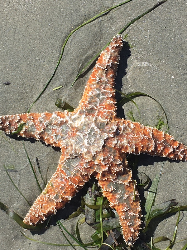 Sea Star on Seaweed