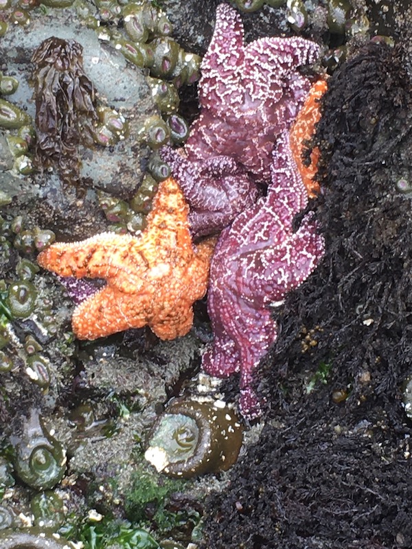 Tidepool photo with orange and purple sea stars and anemones.jpg